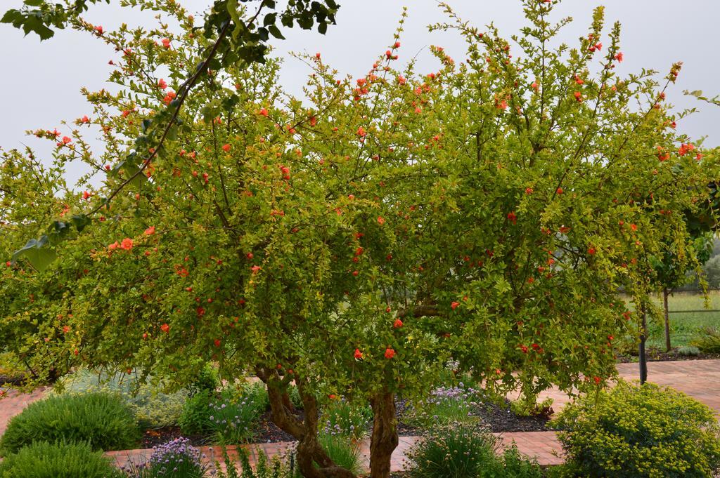 Monte Da Boavista - Country Family House Villa Alter do Chão Екстериор снимка