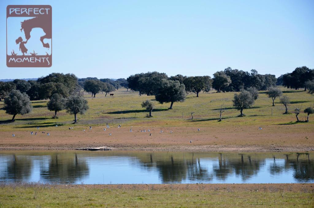 Monte Da Boavista - Country Family House Villa Alter do Chão Екстериор снимка