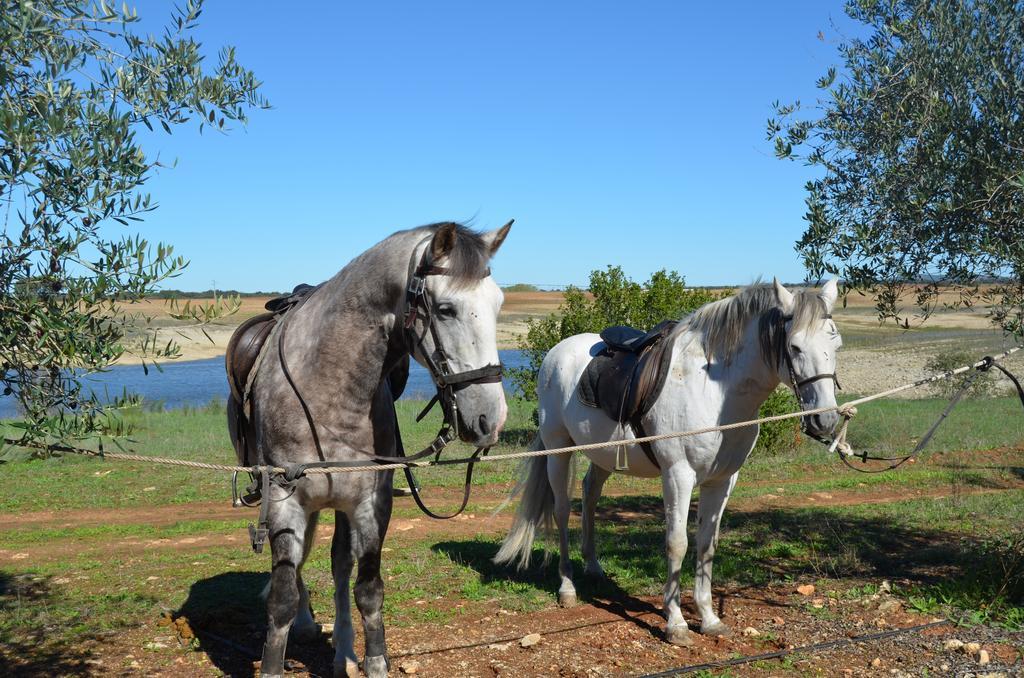 Monte Da Boavista - Country Family House Villa Alter do Chão Екстериор снимка